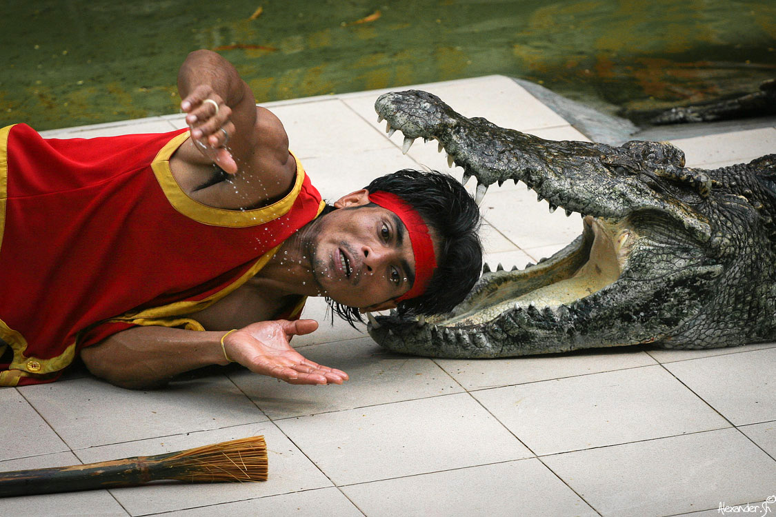 Шоу крокодилов и змей на Ко Чанге