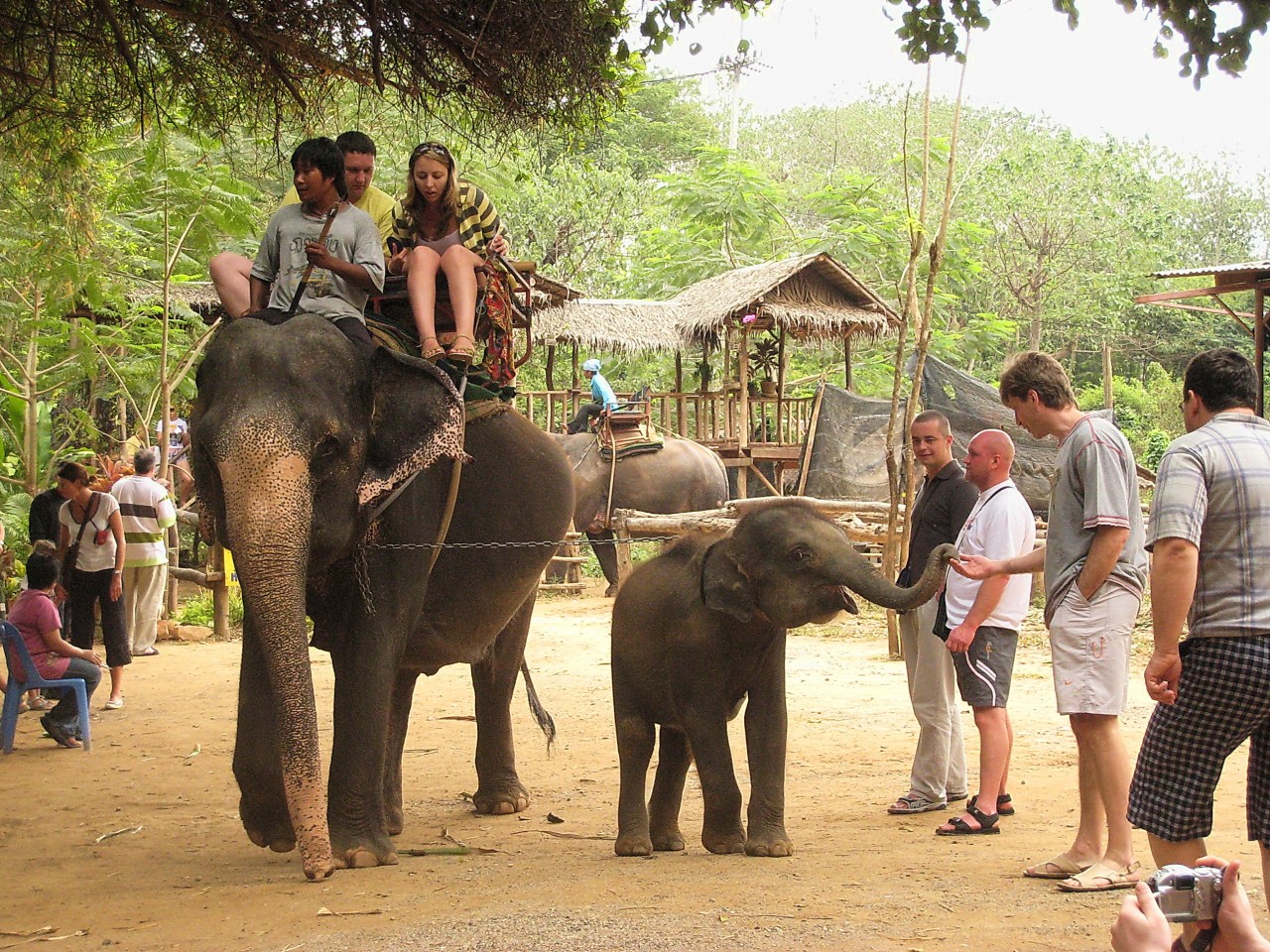 катание на слонах в тайланде